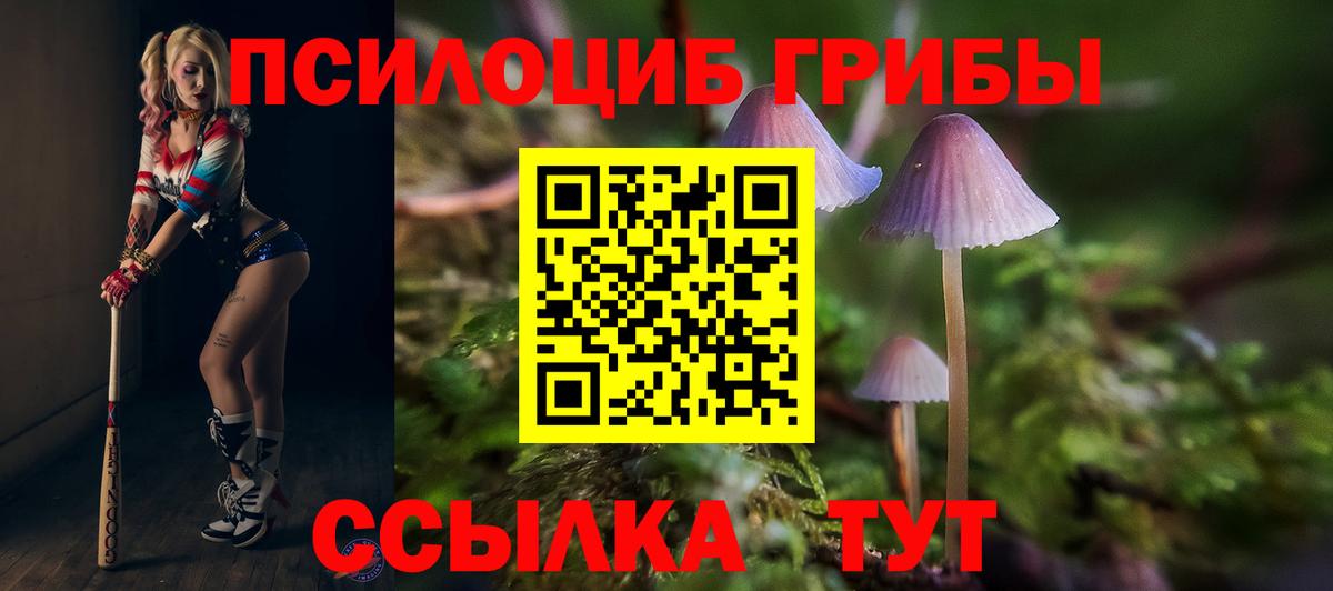 Тихвин  Псилоцибиновые грибы Psilocybe  Вход с VPN  Псилоцибиновые грибы Psilocybe 